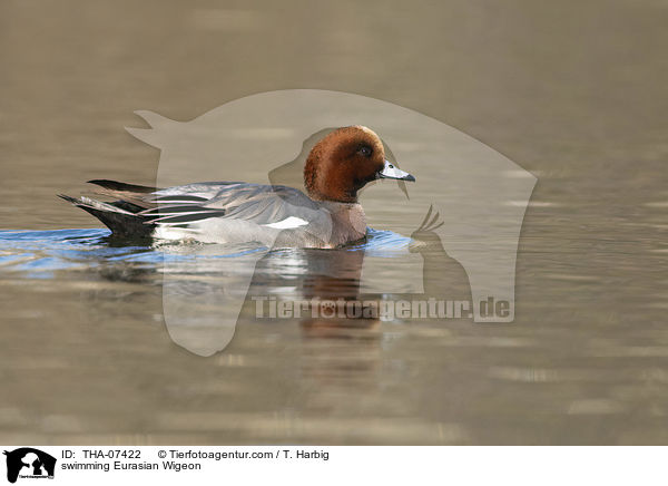 schwimmende Pfeifente / swimming Eurasian Wigeon / THA-07422