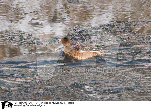 schwimmende Pfeifente / swimming Eurasian Wigeon / THA-07426