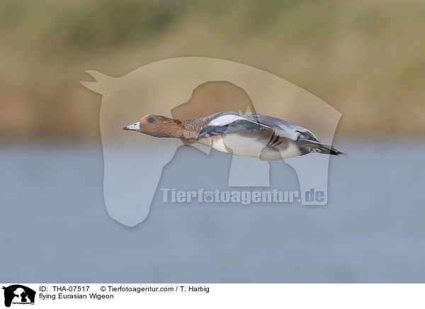 fliegende Pfeifente / flying Eurasian Wigeon / THA-07517