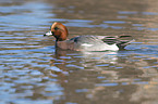 swimming Eurasian Wigeon