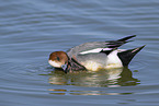 eurasian wigeon