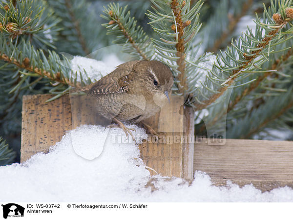 Zaunknig / winter wren / WS-03742