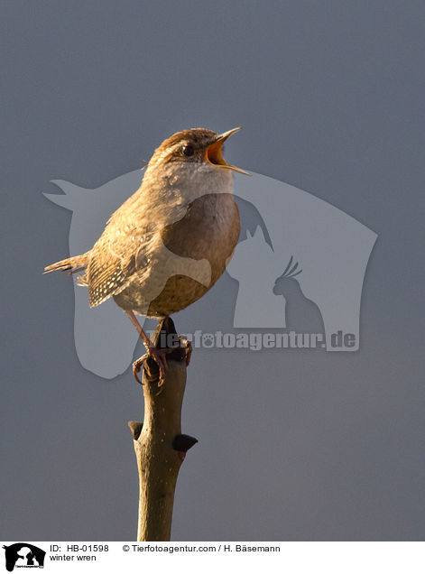 Zaunknig / winter wren / HB-01598