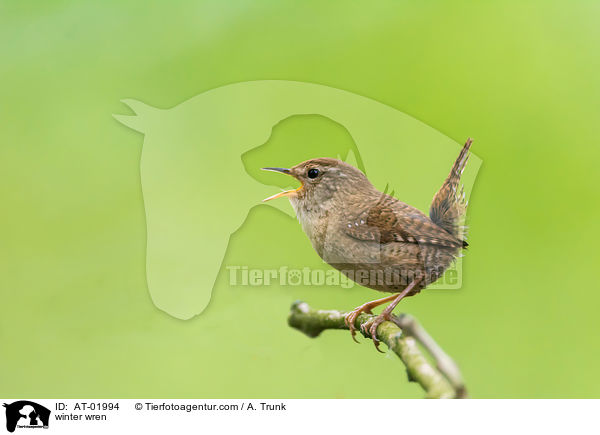 winter wren / AT-01994