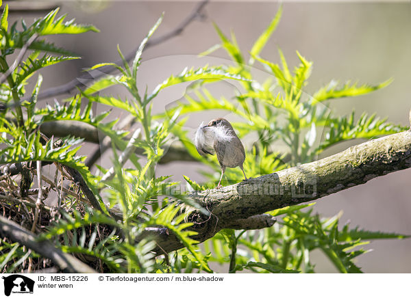 Zaunknig / winter wren / MBS-15226