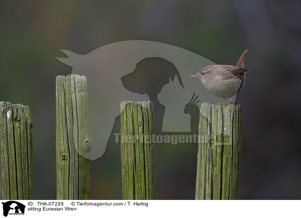 sitzender Zaunknig / sitting Eurasian Wren / THA-07229