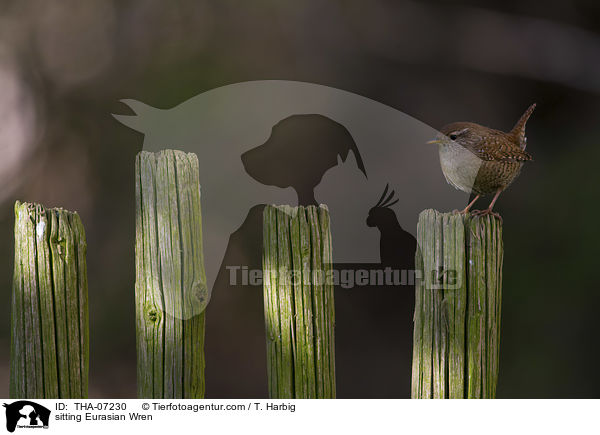 sitzender Zaunknig / sitting Eurasian Wren / THA-07230