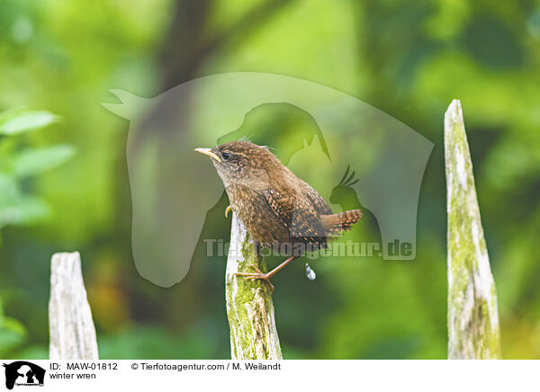 Zaunknig / winter wren / MAW-01812