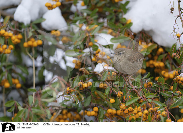 Zaunknig / winter wren / THA-10540