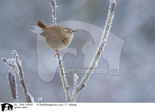 Zaunknig / winter wren / THA-10545