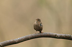 winter wren