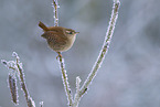 winter wren