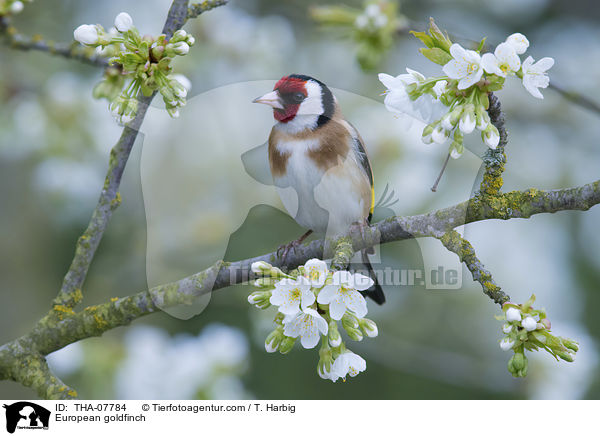 Stieglitz / European goldfinch / THA-07784