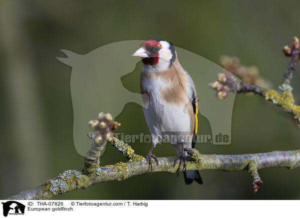 Stieglitz / European goldfinch / THA-07826