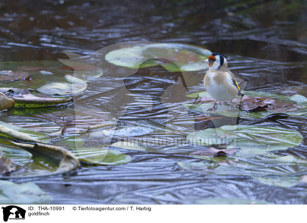 Stieglitz / goldfinch / THA-10991