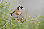 European goldfinch