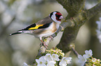 European goldfinch