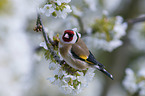 European goldfinch