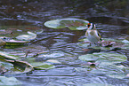 goldfinch