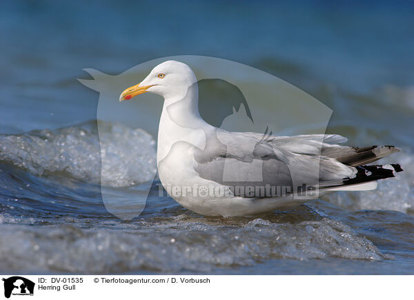 Silbermwe / Herring Gull / DV-01535