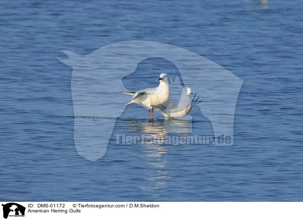 Silbermwen / American Herring Gulls / DMS-01172