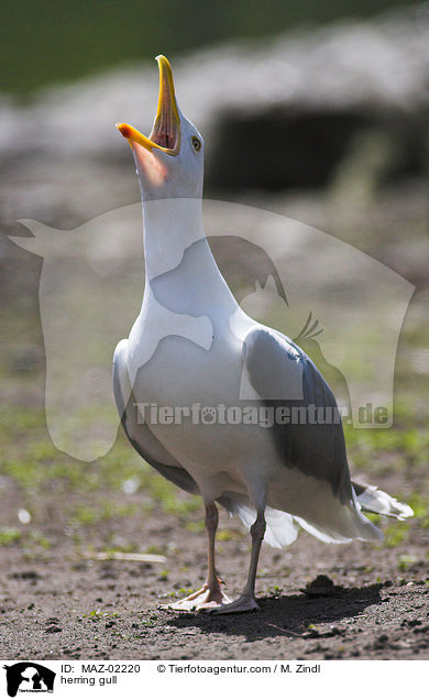 Silbermwe / herring gull / MAZ-02220