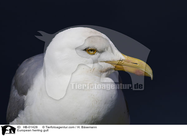 Silbermwe / European herring gull / HB-01428