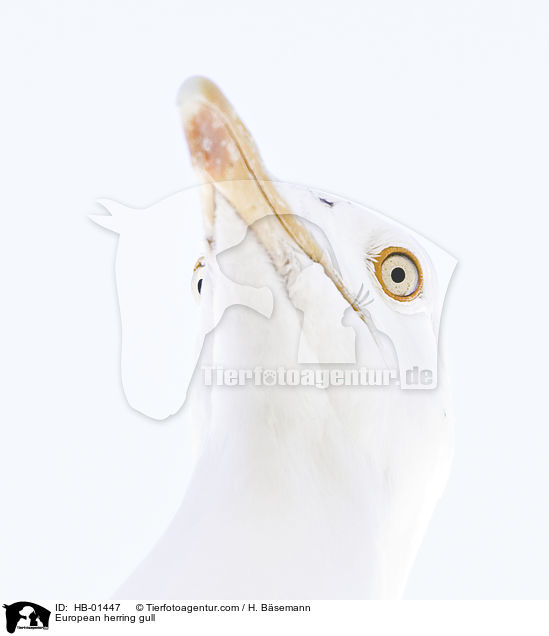 Silbermwe / European herring gull / HB-01447
