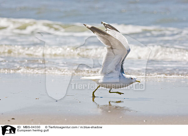 Silbermwe / European herring gull / MBS-04330