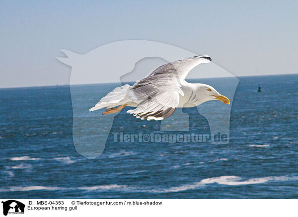 Silbermwe / European herring gull / MBS-04353