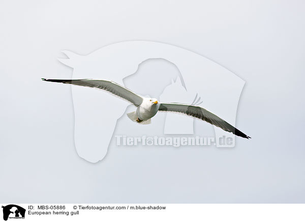 Silbermwe / European herring gull / MBS-05886