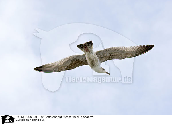 Silbermwe / European herring gull / MBS-05890