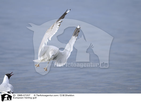 Silbermwe / European herring gull / DMS-07207