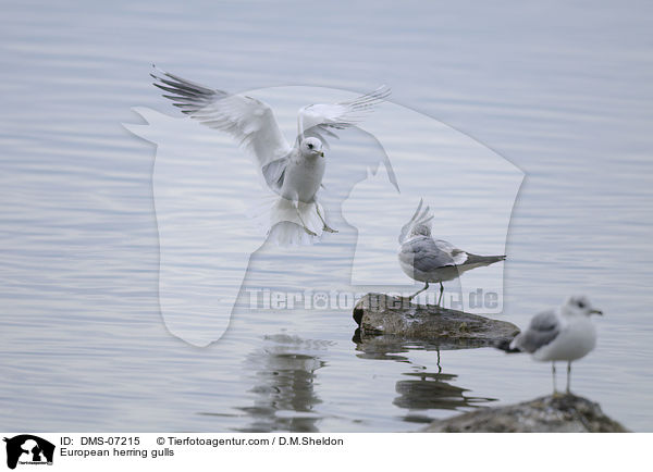 Silbermwen / European herring gulls / DMS-07215