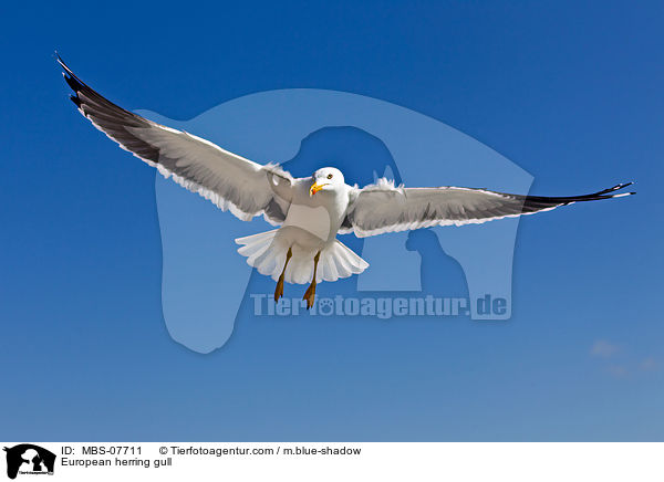 Silbermwe / European herring gull / MBS-07711