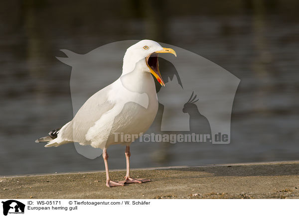 Silbermwe / European herring gull / WS-05171