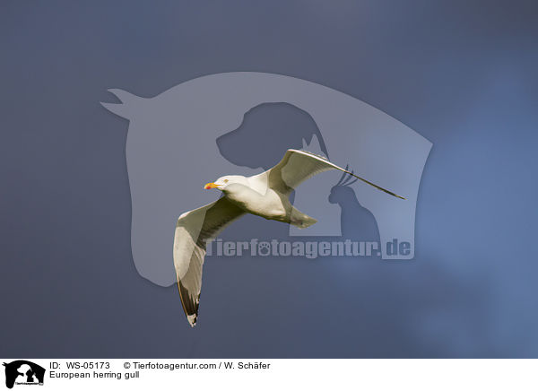 Silbermwe / European herring gull / WS-05173