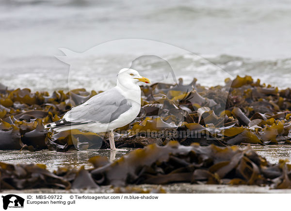 Silbermwe / European herring gull / MBS-09722