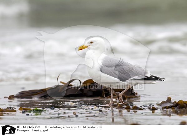 Silbermwe / European herring gull / MBS-09723