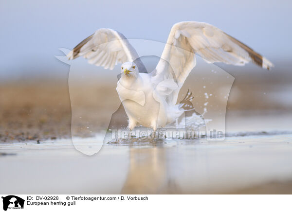 Silbermwe / European herring gull / DV-02928