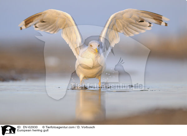 Silbermwe / European herring gull / DV-02930