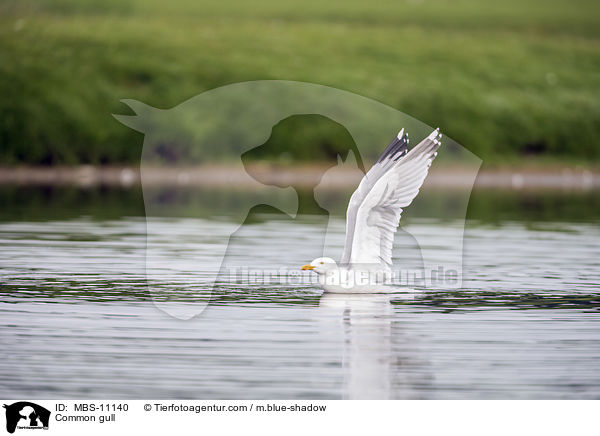 Silbermwe / Common gull / MBS-11140