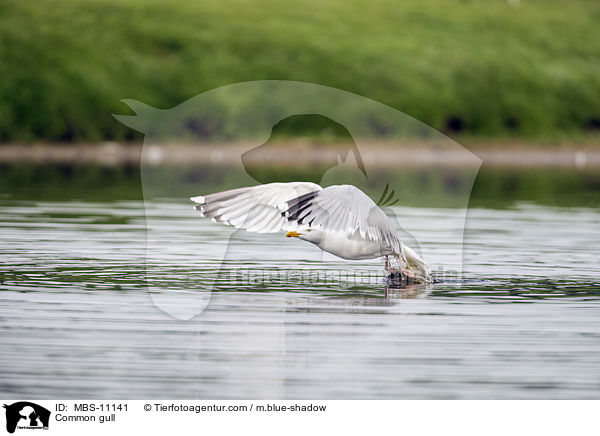 Silbermwe / Common gull / MBS-11141