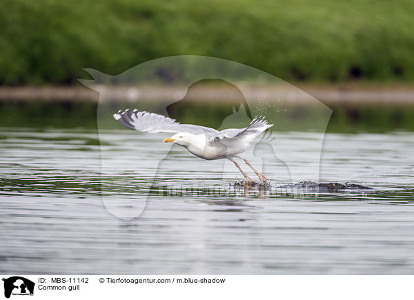 Silbermwe / Common gull / MBS-11142