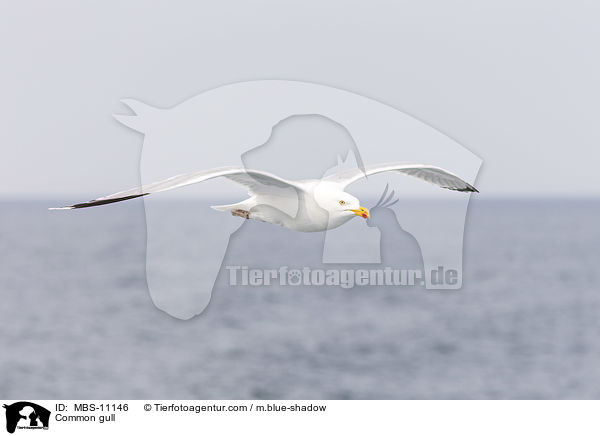 Silbermwe / Common gull / MBS-11146