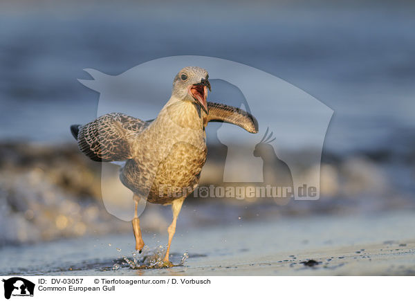 Silbermwe / Common European Gull / DV-03057