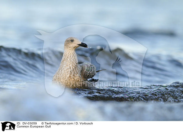 Silbermwe / Common European Gull / DV-03059