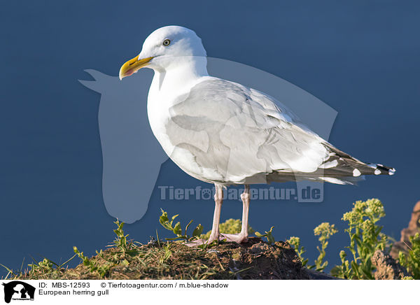 European herring gull / MBS-12593