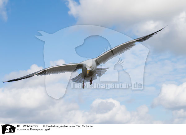 Silbermwe / common European gull / WS-07025