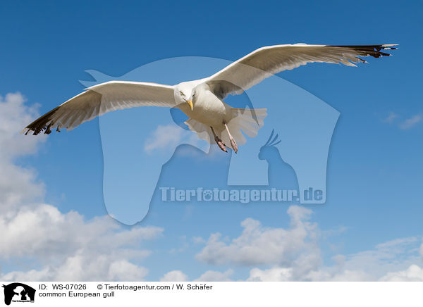 Silbermwe / common European gull / WS-07026